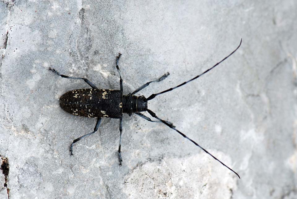 Cerambycidae da ID: Monochamus sutor
